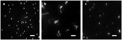 Influence of Phosphorus and Cell Geometry on the Fractionation of Sulfur Isotopes by Several Species of Desulfovibrio during Microbial Sulfate Reduction